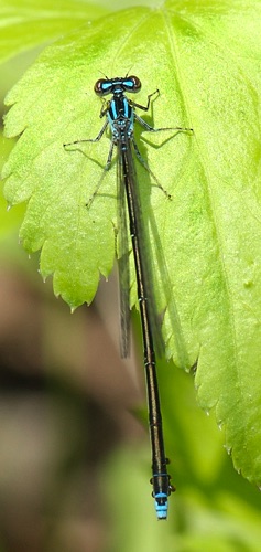 Female
2007_05_15_Habersham